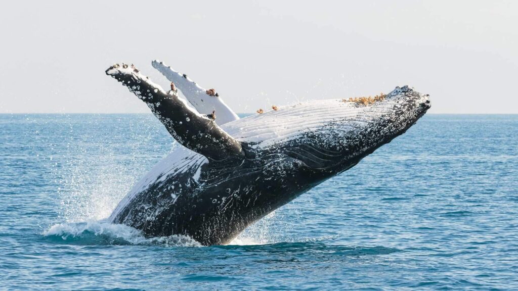 The Worlds First Whale Heritage Site Visit Fraser Coast