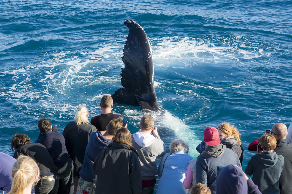 Whale Watching in Hervey Bay: A Spectacular Experience in a Whale ...